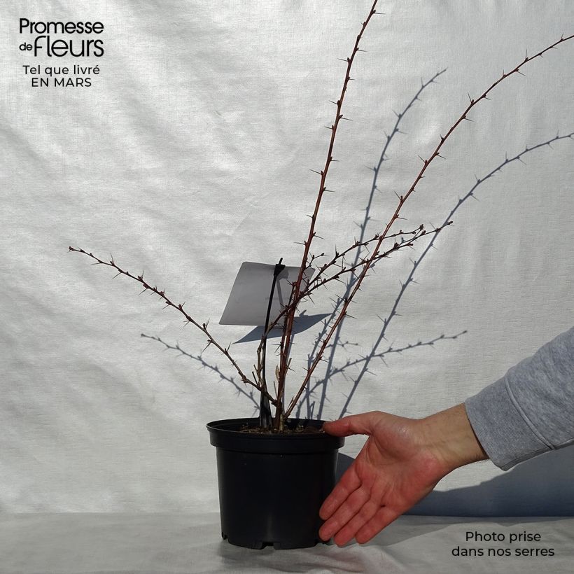 Berberis ottawensis Auricoma - Barberry 3L/4L pot sample as delivered in spring