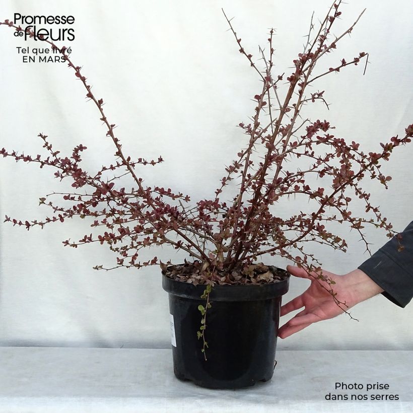 Berberis ottawensis Superba - Barberry 7.5L/10L pot sample as delivered in winter