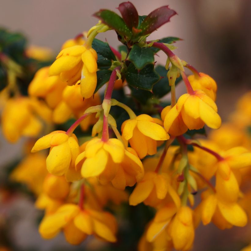 Berberis stenophylla Corallina Compacta - Barberry (Flowering)