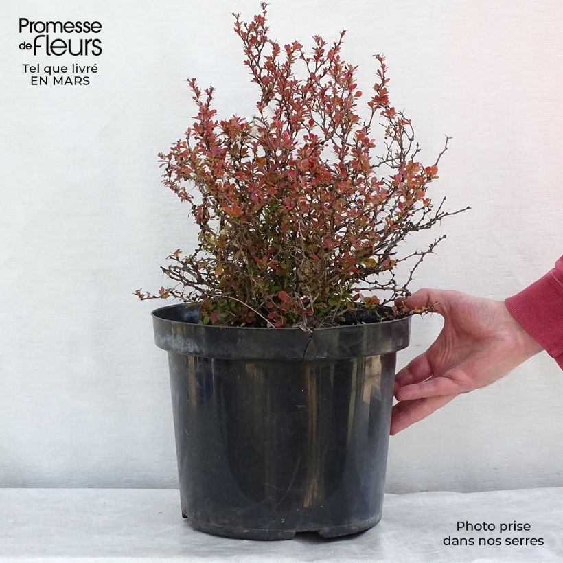 Berberis thunbergii Admiration - Barberry 7.5L/10L pot sample as delivered in winter