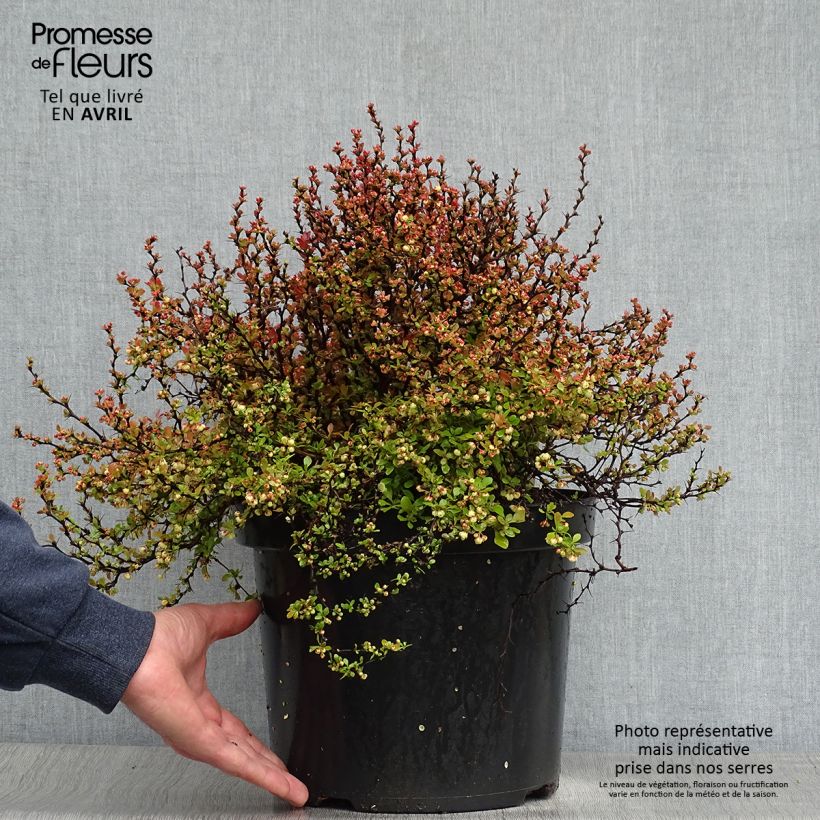 Berberis thunbergii Admiration - Barberry 7.5L/10L pot sample as delivered in spring