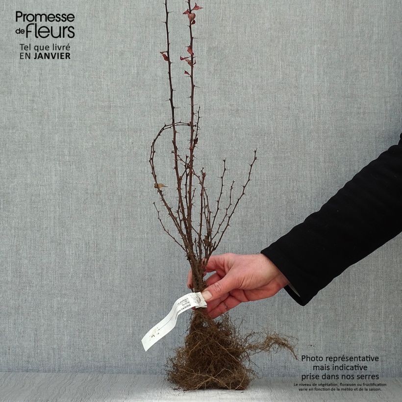 Berberis thunbergii Atropurpurea - Barberry Bare root sample as delivered in winter