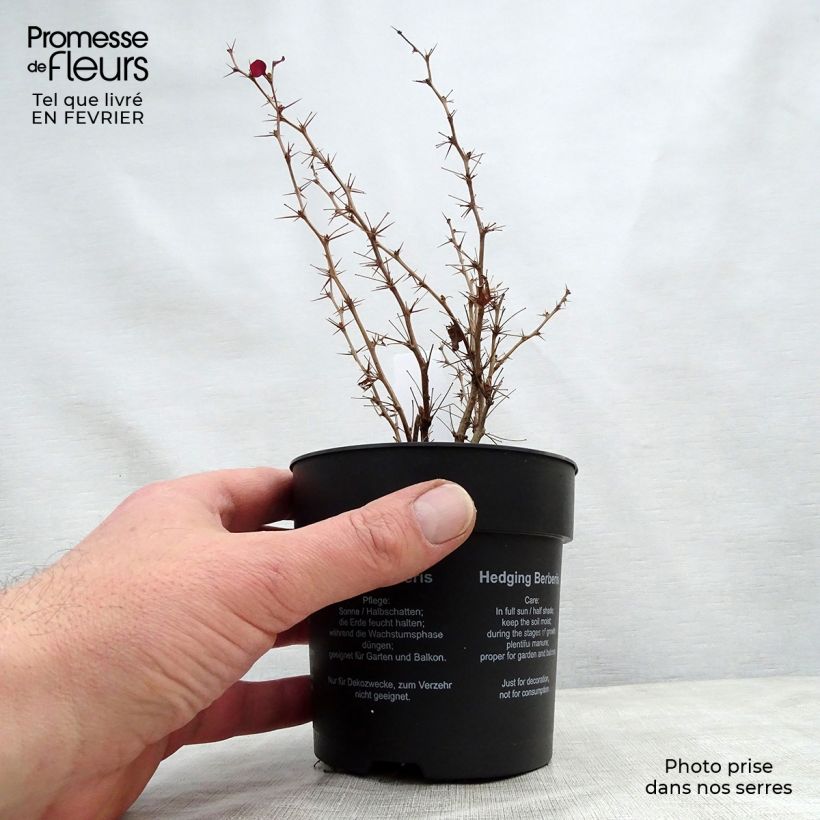 Berberis thunbergii Atropurpurea - Barberry 8/9 cm pot sample as delivered in winter