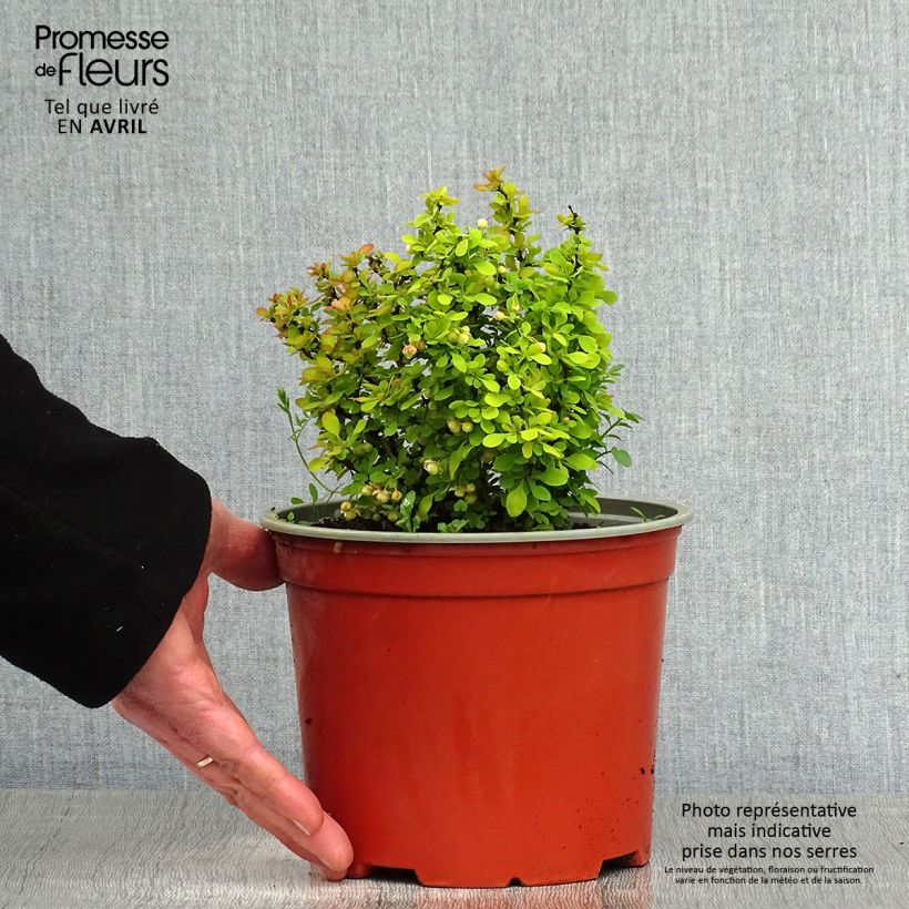 Berberis thunbergii Bonanza Gold - Barberry 2L/3L pot sample as delivered in spring