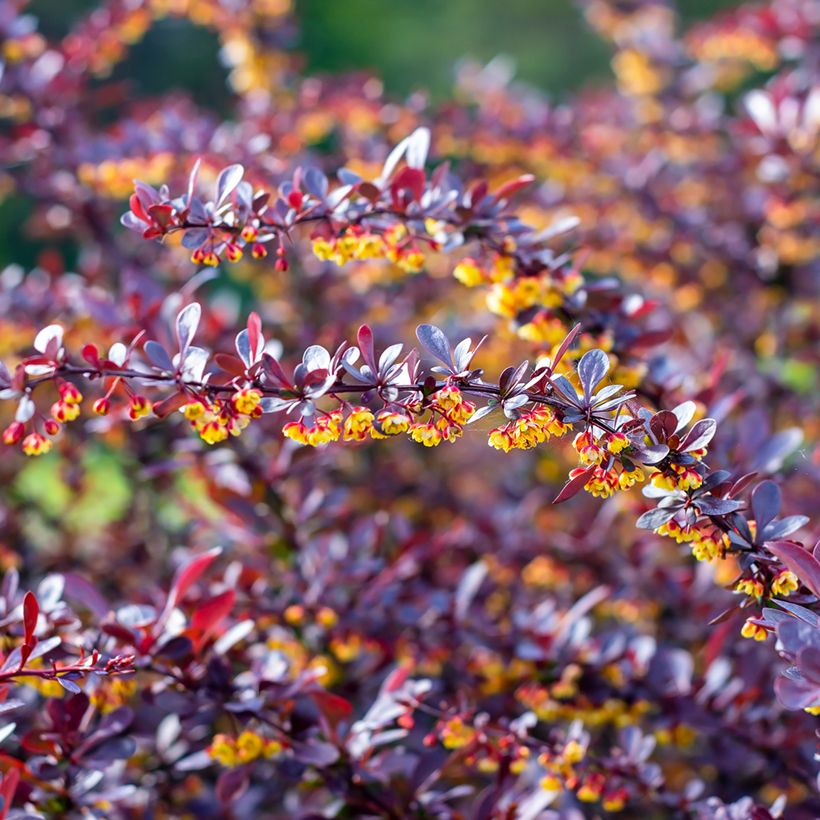 Berberis thunbergii Concorde - Barberry (Flowering)