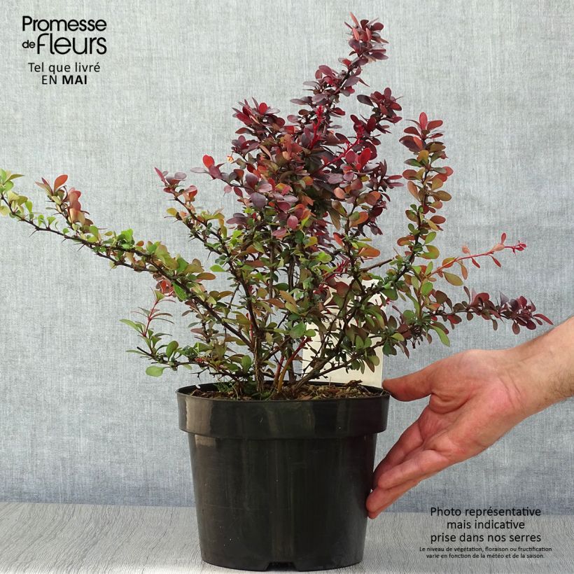 Berberis thunbergii Darts Red Lady - Barberry 2L/3L pot sample as delivered in spring