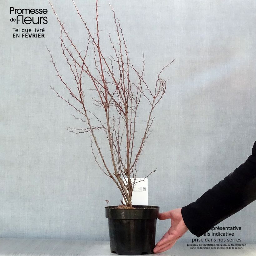 Berberis thunbergii - Barberry 2L/3L pot sample as delivered in winter