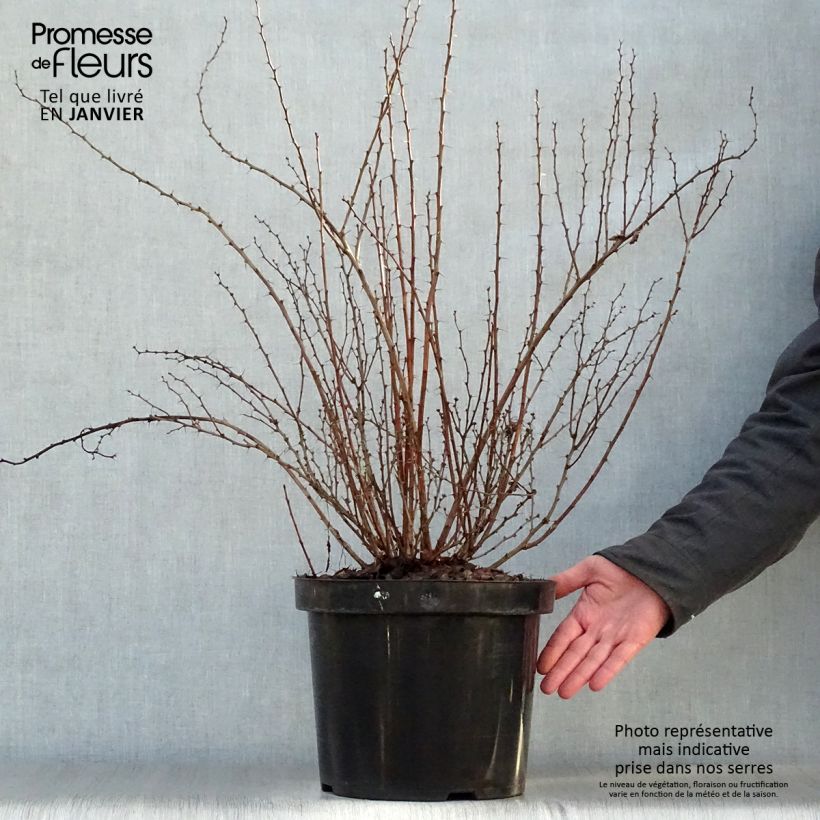 Berberis thunbergii Golden Rocket - Barberry 7.5L/10L pot sample as delivered in winter