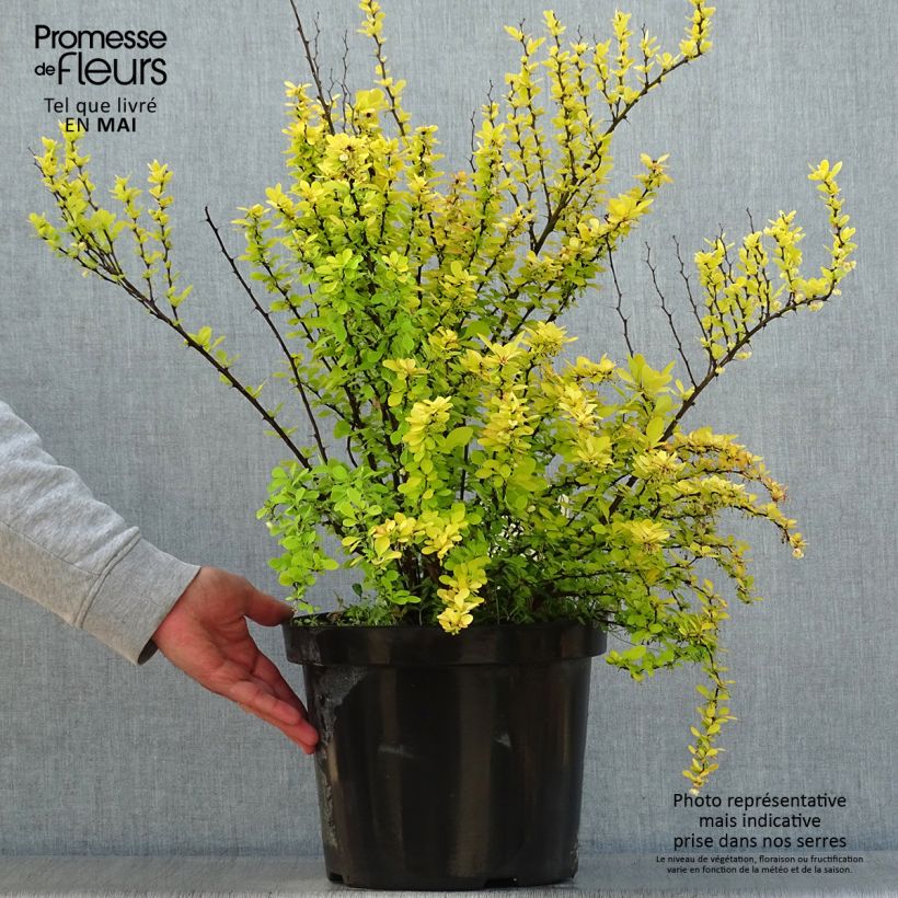 Berberis thunbergii Golden Rocket - Barberry 7.5L/10L pot sample as delivered in spring