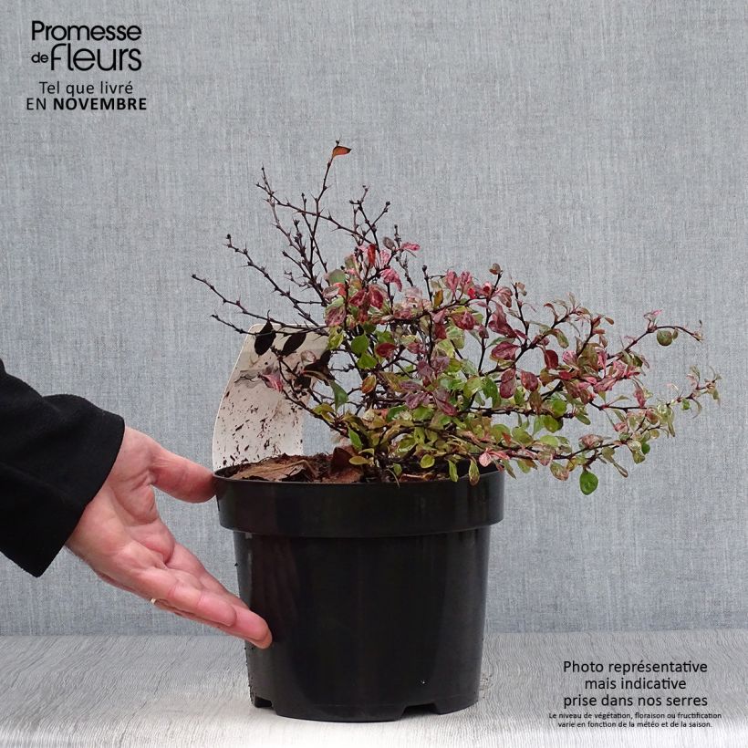 Berberis thunbergii Inspiration - Barberry 2L/3L pot sample as delivered in autumn