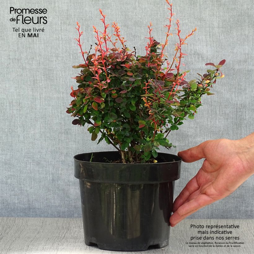 Berberis thunbergii Inspiration - Barberry 2L/3L pot sample as delivered in spring