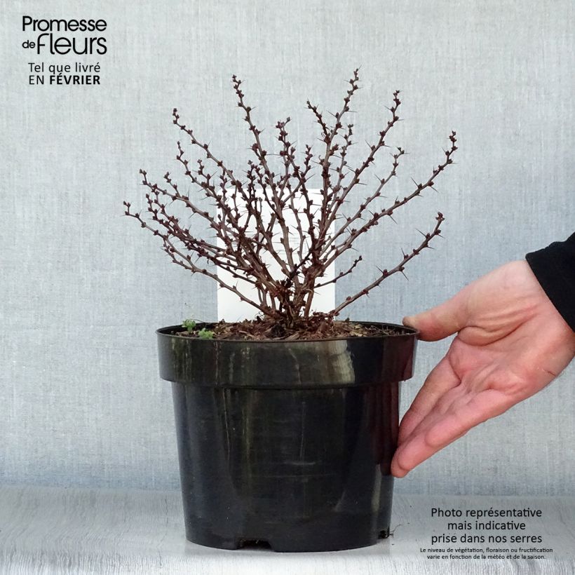 Berberis thunbergii Kobold - Barberry 2L/3L pot sample as delivered in winter