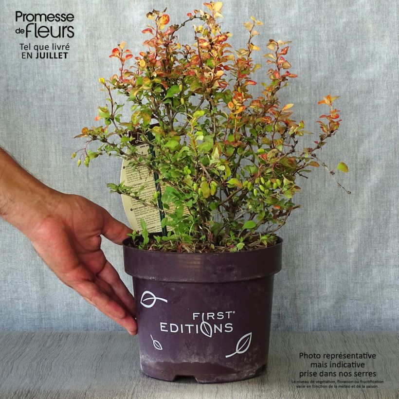 Berberis thunbergii Limoncello - Barberry 3L/4L pot sample as delivered in summer