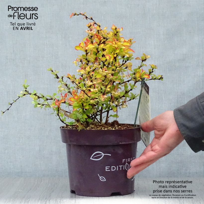 Berberis thunbergii Limoncello - Barberry 3L/4L pot sample as delivered in spring