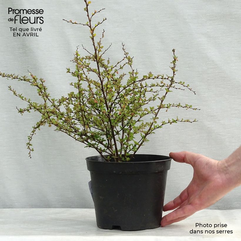 Berberis thunbergii Natasza - Barberry 2L/3L pot sample as delivered in spring