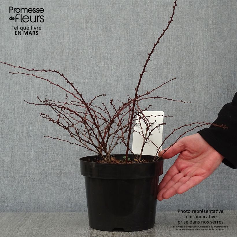 Berberis thunbergii Natasza - Barberry 2L/3L pot sample as delivered in winter