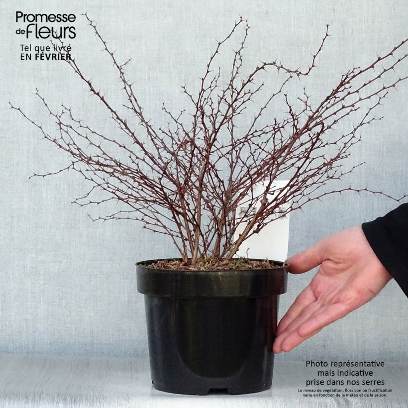 Berberis thunbergii Orange Dream - Barberry 2L/3L pot sample as delivered in winter