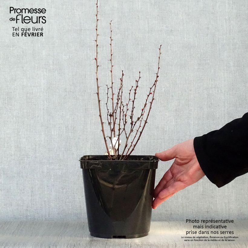 Berberis thunbergii Orange Rocket - Barberry 3L/4L pot sample as delivered in winter