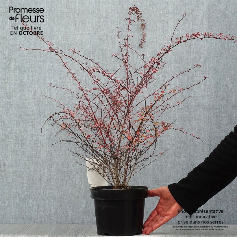 Berberis thunbergii Red Dream - Barberry 3L/4L pot sample as delivered in autumn