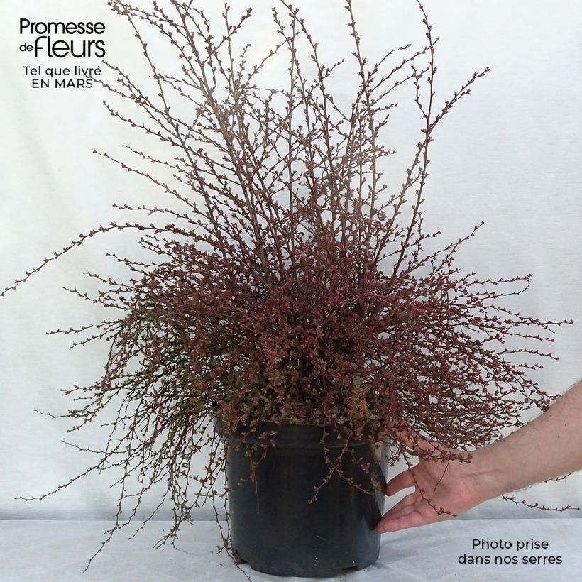 Berberis thunbergii Red Dream - Barberry 7.5L/10L pot sample as delivered in winter