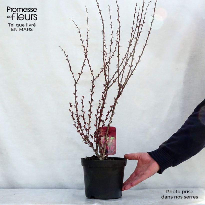 Berberis thunbergii Red Rocket - Barberry 2L/3L pot sample as delivered in spring
