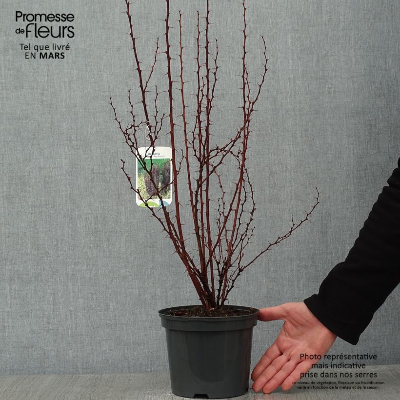 Berberis thunbergii Red Rocket - Barberry 2L/3L pot sample as delivered in winter
