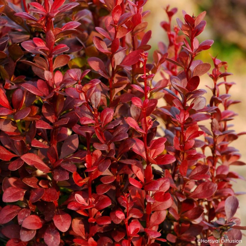 Berberis thunbergii Red Torch - Japanese barberry (Foliage)