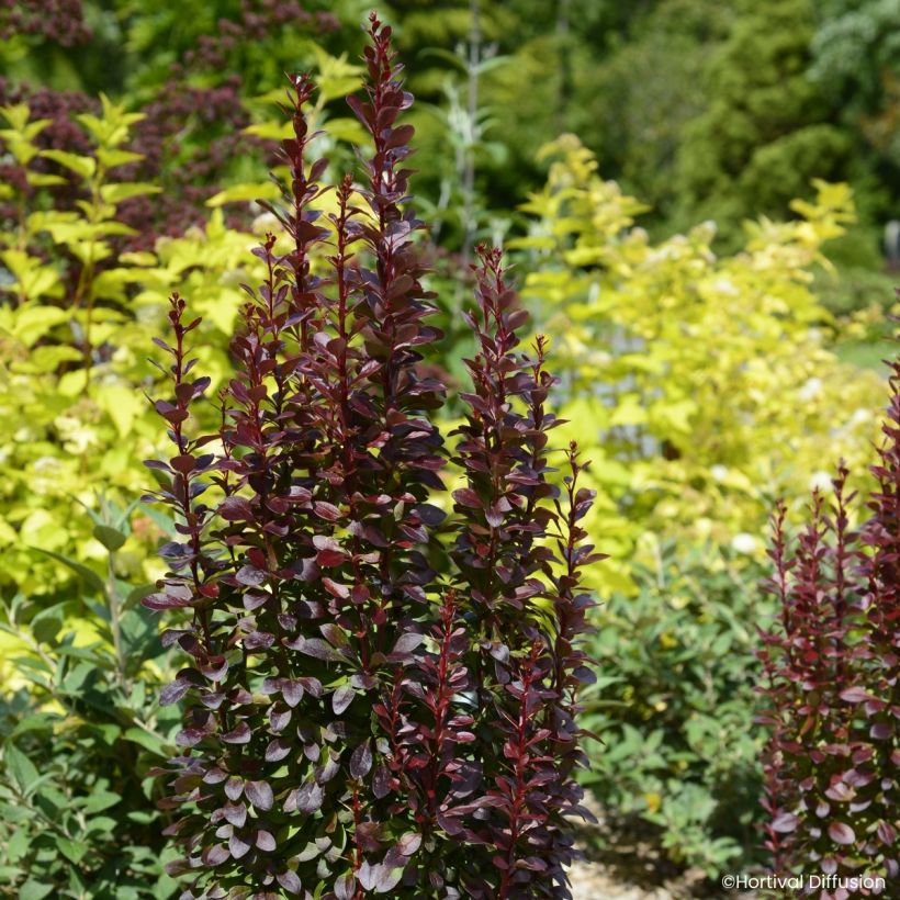 Berberis thunbergii Red Torch - Japanese barberry (Plant habit)