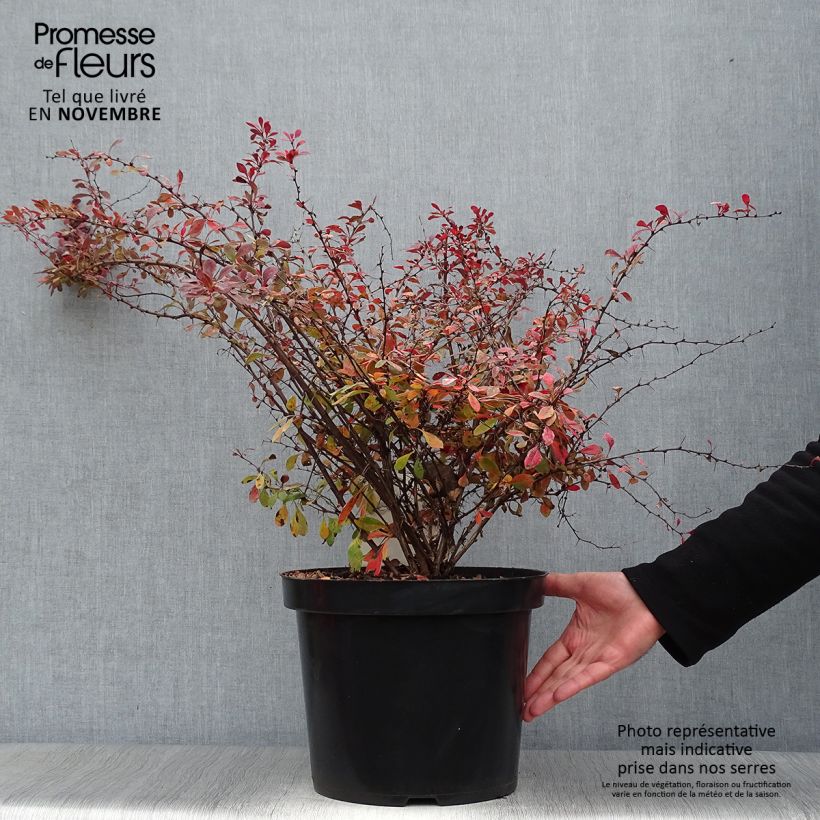 Berberis thunbergii Rosy Glow - Barberry 7.5L/10L pot sample as delivered in autumn