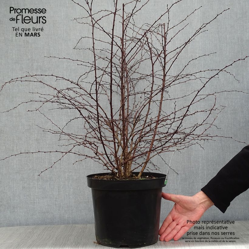 Berberis thunbergii Rosy Glow - Barberry 7.5L/10L pot sample as delivered in winter