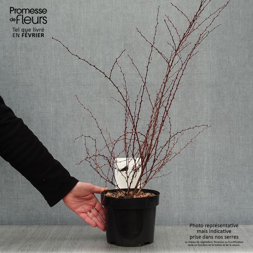Berberis thunbergii Rosy Glow - Barberry 2L/3L pot sample as delivered in winter