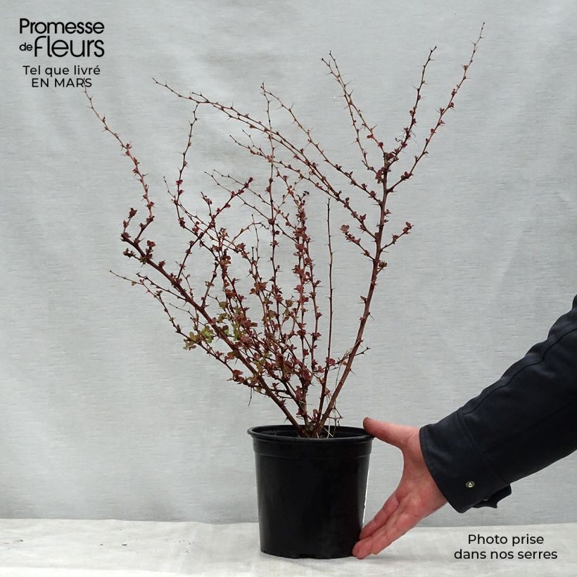 Berberis thunbergii Rosy Glow - Barberry 2L/3L pot sample as delivered in spring