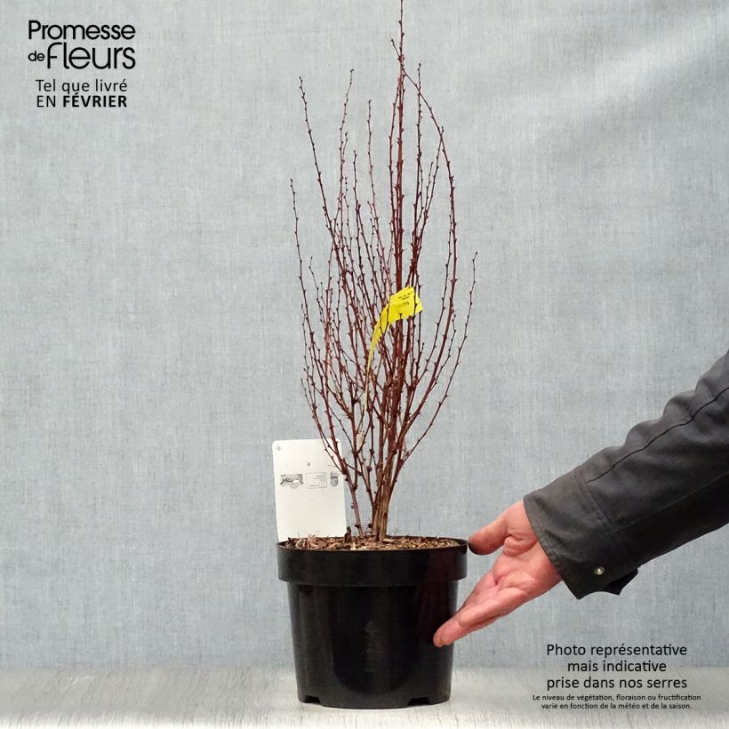 Berberis thunbergii Rosy Rocket - Barberry 2L/3L pot sample as delivered in winter