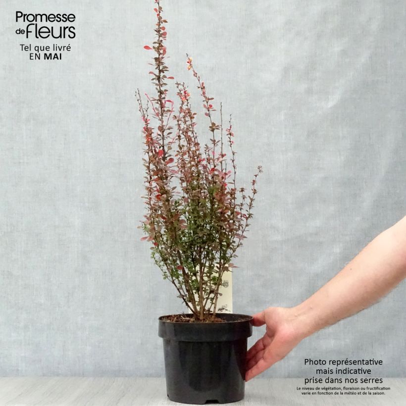 Berberis thunbergii Rosy Rocket - Barberry 2L/3L pot sample as delivered in spring