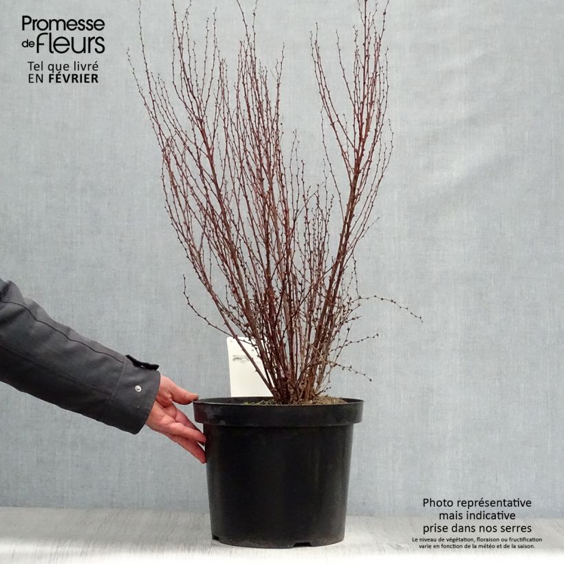 Berberis thunbergii Rosy Rocket - Barberry 7.5L/10L pot sample as delivered in winter