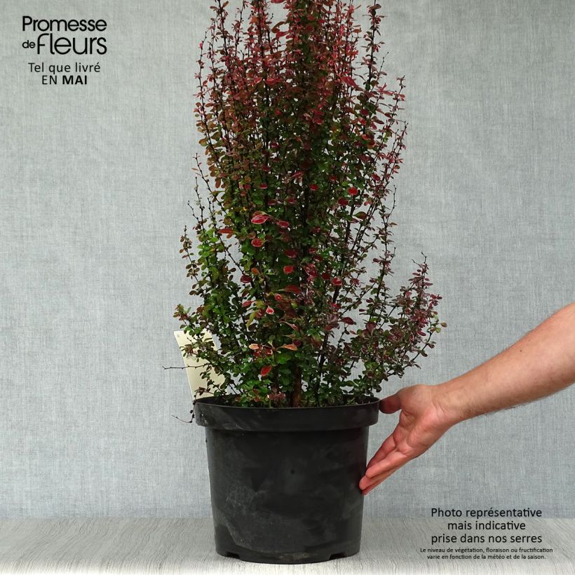 Berberis thunbergii Rosy Rocket - Barberry 7.5L/10L pot sample as delivered in spring