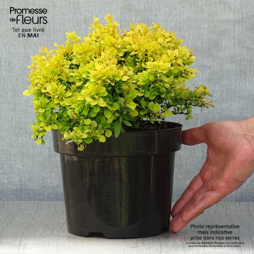 Berberis thunbergii Tiny Gold - Barberry 2L/3L pot sample as delivered in spring