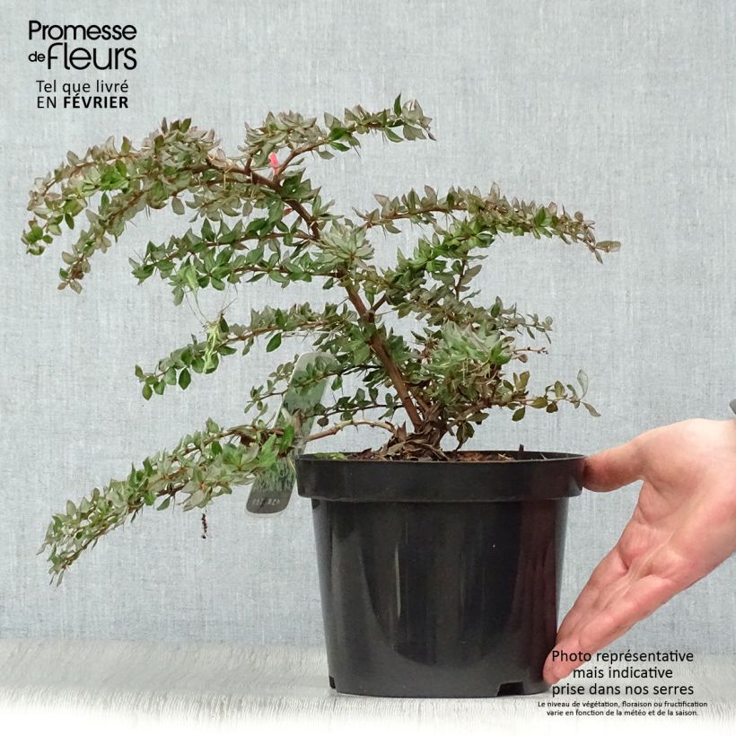 Berberis verrucosa - Barberry 2L/3L pot sample as delivered in winter