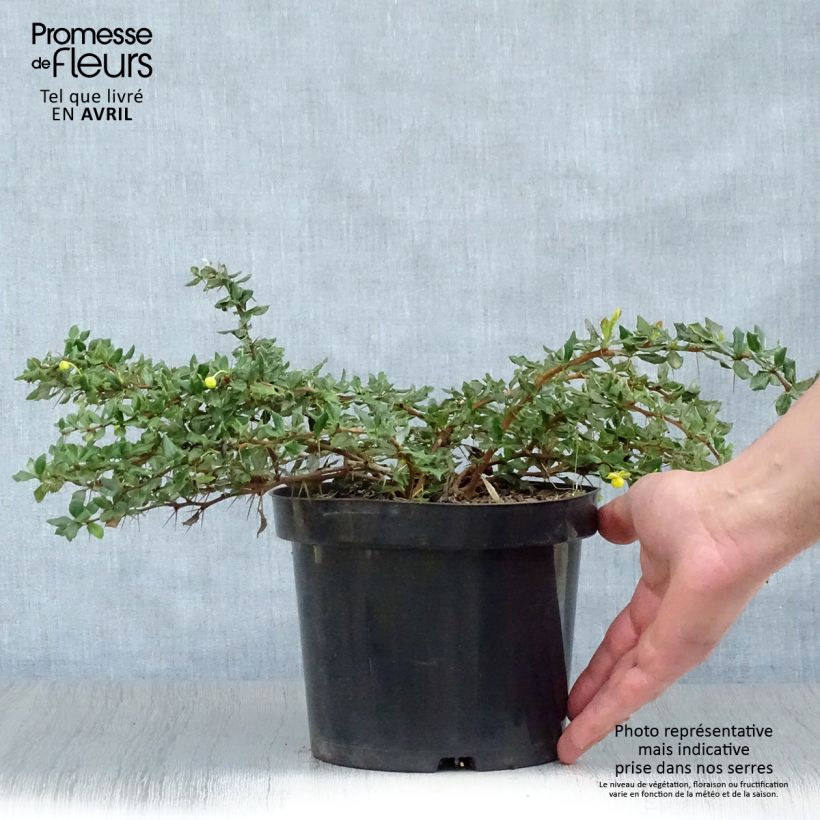 Berberis verrucosa - Barberry 2L/3L pot sample as delivered in spring