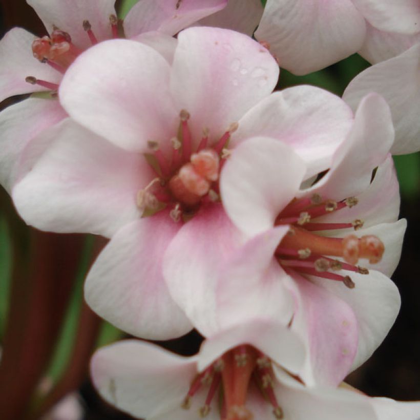 Bergenia Baby Doll - Elephant's Ears (Flowering)