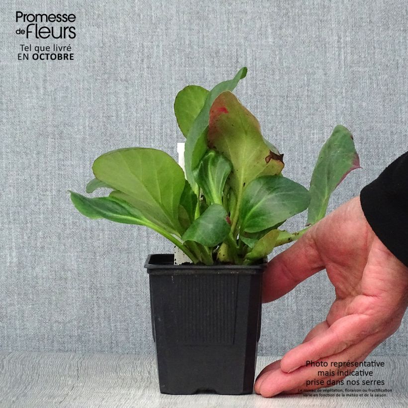 Bergenia Bartok - Elephant's Ears 8/9 cm pot sample as delivered in autumn