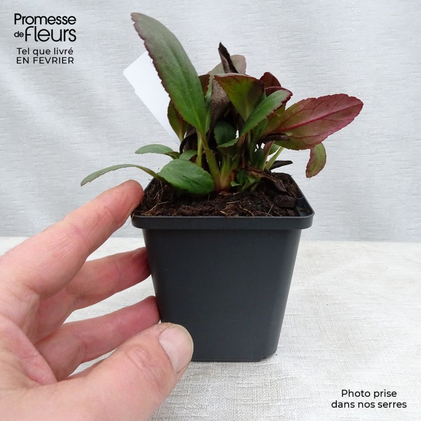Example of Bergenia Dragonfly Series Angel Kiss - Elephant's Ears 8/9 cm pot as you get in hiver