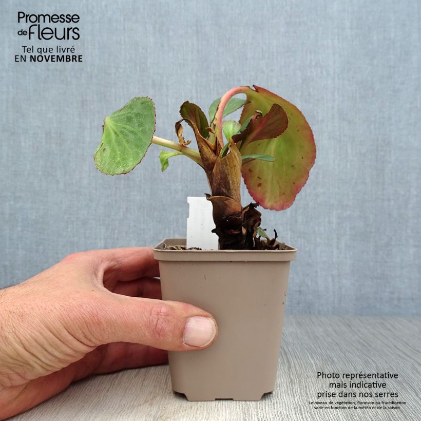 Bergenia Dragonfly Series Sakura - Elephant's Ears 8/9 cm pot sample as delivered in autumn