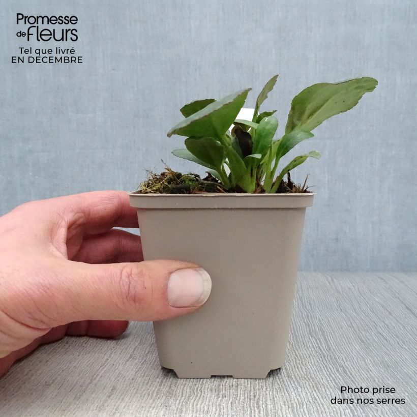 Bergenia Dragonfly Series Sakura - Elephant's Ears 8/9 cm pot sample as delivered in winter