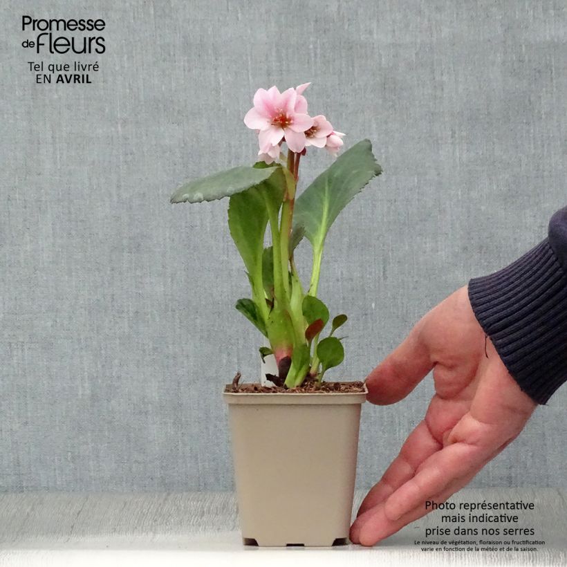 Bergenia Dragonfly Series Sakura - Elephant's Ears 8/9 cm pot sample as delivered in spring