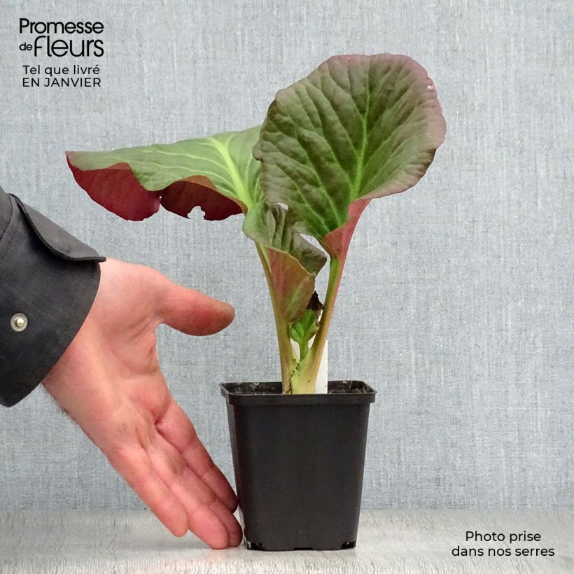 Bergenia Edens Dark Magic - Elephant's Ears 8/9 cm pot sample as delivered in winter