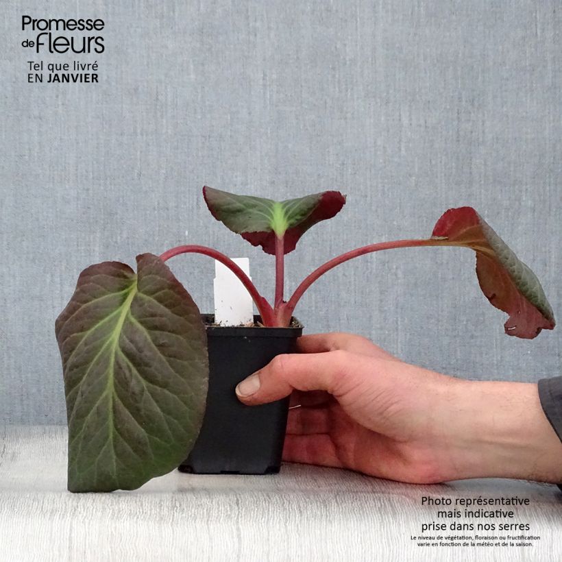 Bergenia Edens Magic Giant - Elephant's Ears 8/9 cm pot sample as delivered in winter