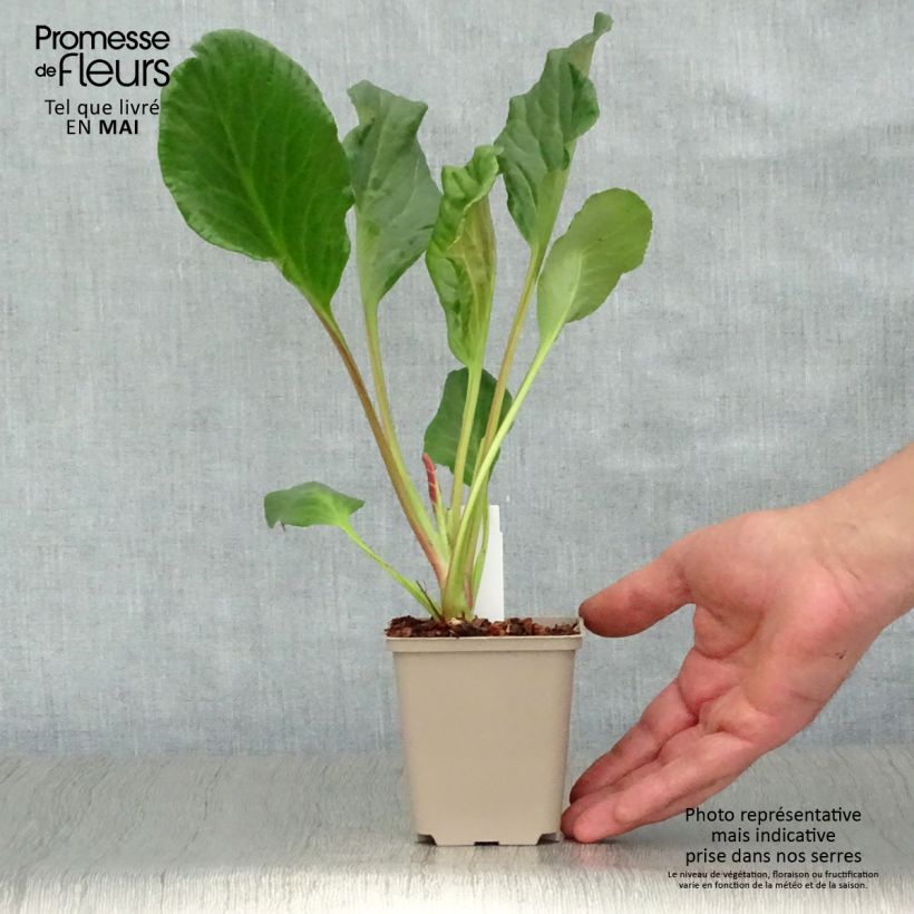 Bergenia Edens Magic Giant - Elephant's Ears 8/9 cm pot sample as delivered in spring