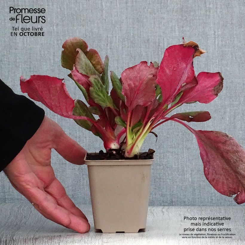 Bergenia Edens Magic Giant - Elephant's Ears 8/9 cm pot sample as delivered in autumn