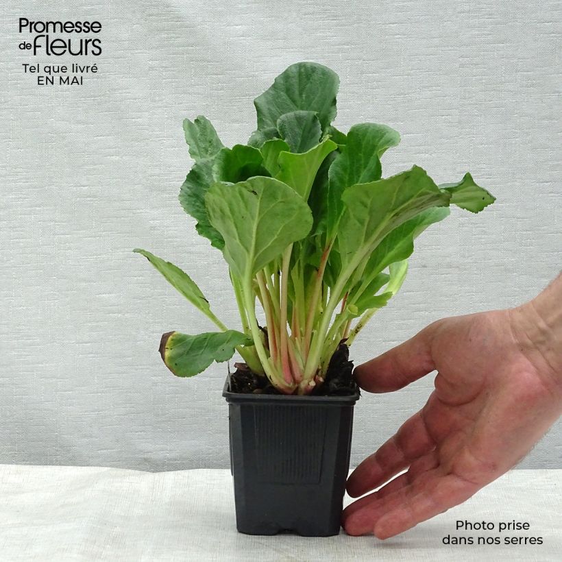 Bergenia Abendglut - Elephant's Ears 8/9 cm pot sample as delivered in spring